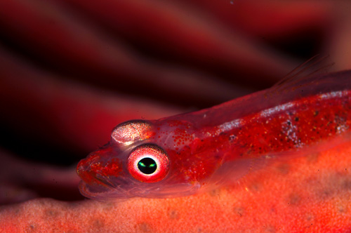 Goby underwater image Goby underwater image