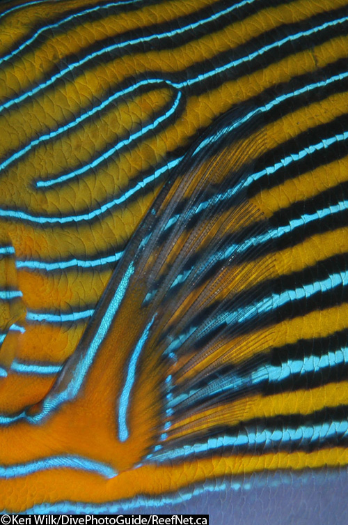 Abstract image of a fish by Keri Wilk Abstract image of a fish by Keri Wilk