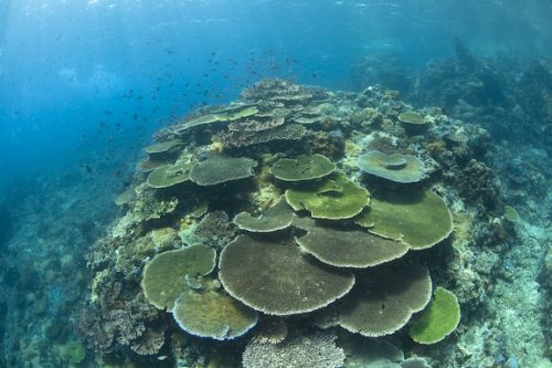 plate coral free diving komodo plate coral free diving komodo