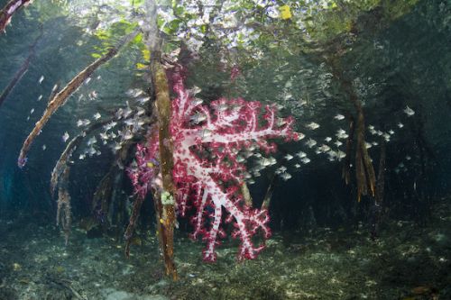 mangrove underwater photography by Ethan Daniels mangrove underwater photography by Ethan Daniels