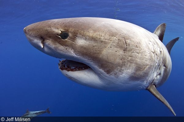 Photographing One of the Ocean’s Biggest Great White Sharks