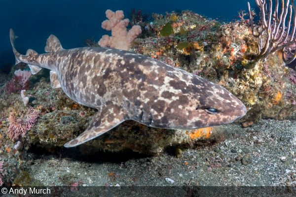 Shark Diving in Japan