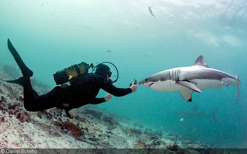 Cageless: Diving with South Africa’s Great Whites