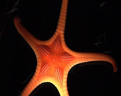 Census of Marine Life Census of Marine Life