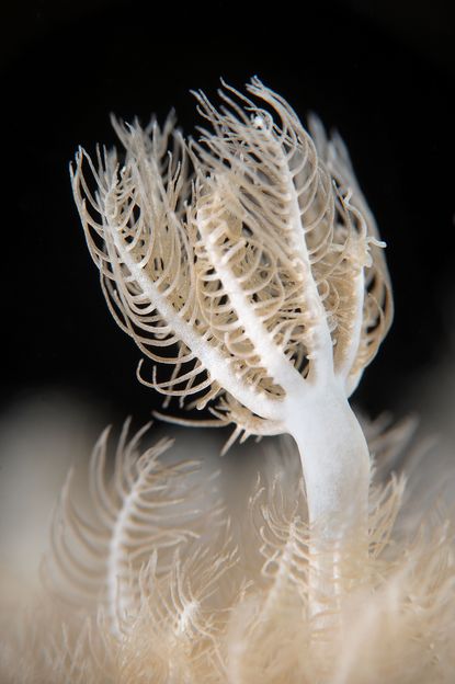Eilat soft coral - Keri Wilk Eilat soft coral - Keri Wilk