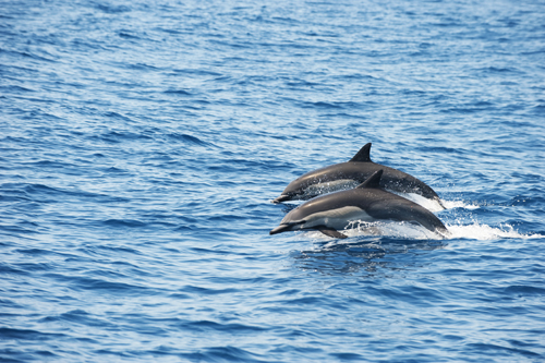 Common Dolphins Cabo San Lucas Common Dolphins Cabo San Lucas