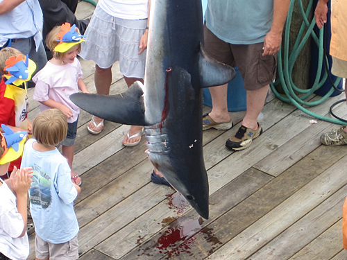 Ocean City Shark Tournament - Educating Kids Ocean City Shark Tournament - Educating Kids
