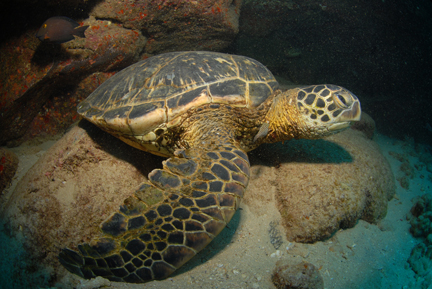 Niihau Underwater Photograph of Sea turtle Niihau Underwater Photograph of Sea turtle