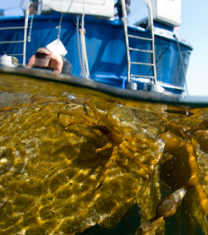 Kelp Forest Nancy Caruso Kelp Forest Nancy Caruso